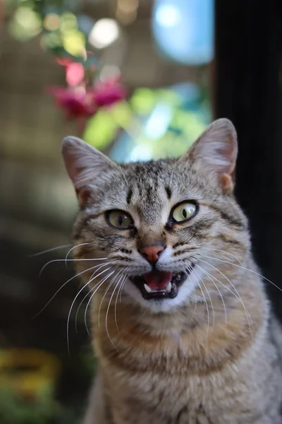 猫的肖像 — 图库照片