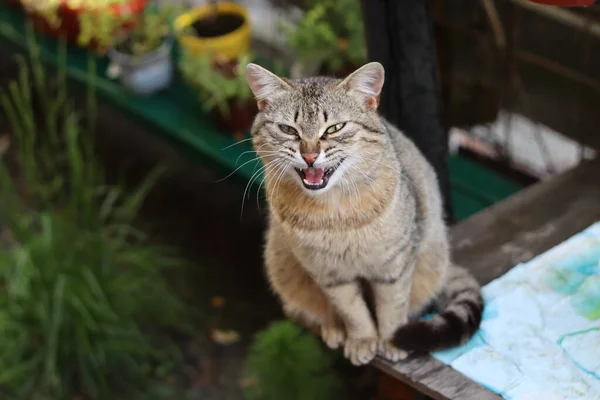 Porträt Einer Katze — Stockfoto