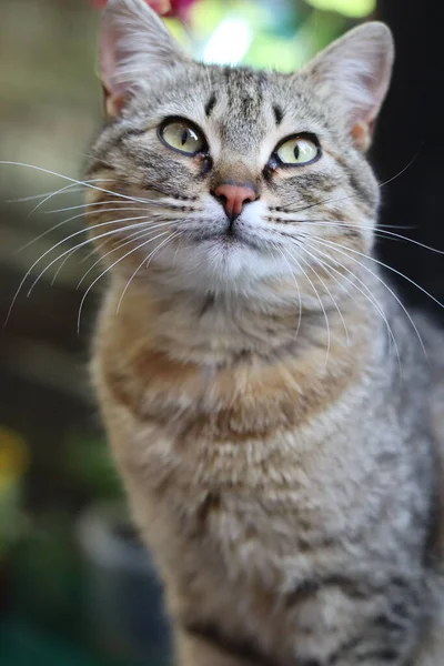 猫の肖像画 — ストック写真