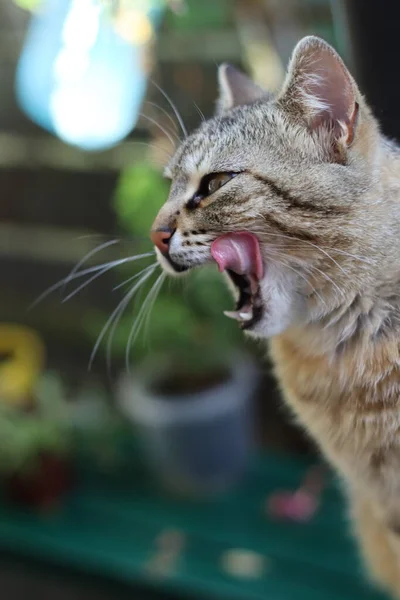 Porträt Einer Katze — Stockfoto