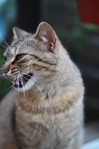 Porträt Einer Katze — Stockfoto