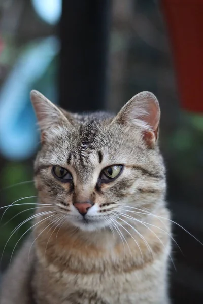 Portrét Kočky — Stock fotografie