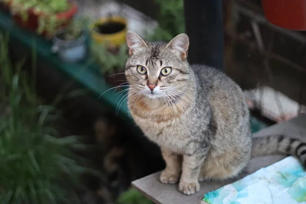 猫的肖像 — 图库照片