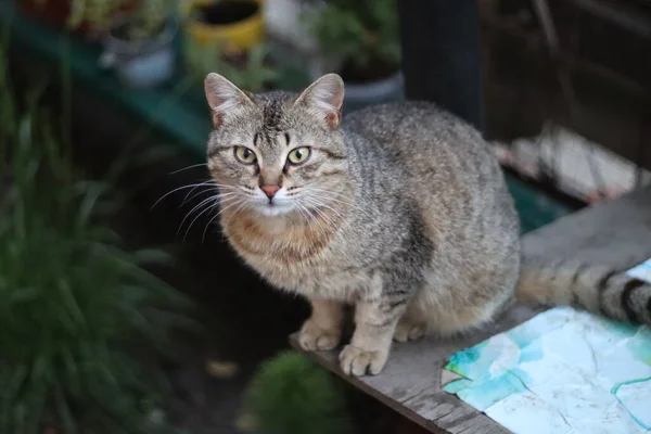 Porträt Einer Katze — Stockfoto