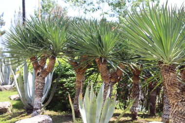 Yukka ve agave parkta.