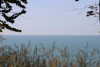 Denizin arka planında büyüyen çimenler