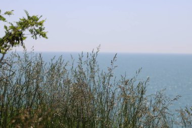Denizin arka planında büyüyen çimenler