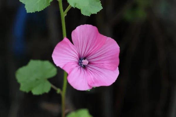 庭の花 — ストック写真