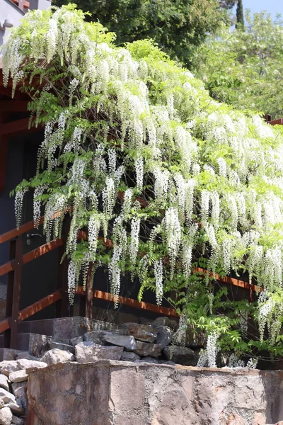 家のファサードの美しい藤の開花 — ストック写真