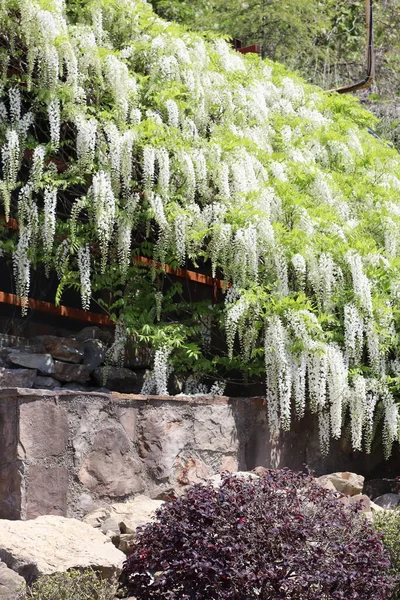 Vacker Blommande Blåregn Fasaden Huset — Stockfoto