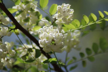 Parkta çiçek açan beyaz akasya