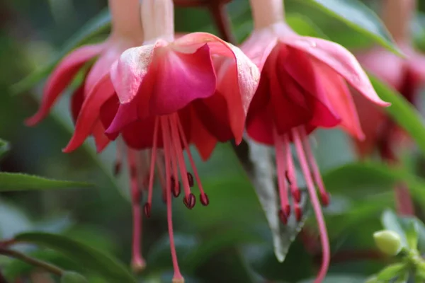 Röd Fuchsia Blommor Närbild — Stockfoto