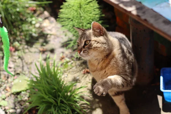 花园里的猫 — 图库照片