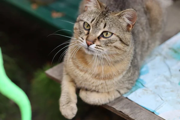 Katze Garten — Stockfoto