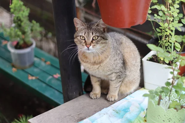 Katt Trädgården — Stockfoto