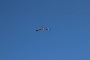 Mavi gökyüzüne uçan bir martı