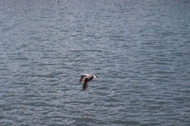 Denizin üzerinde uçan bir martı