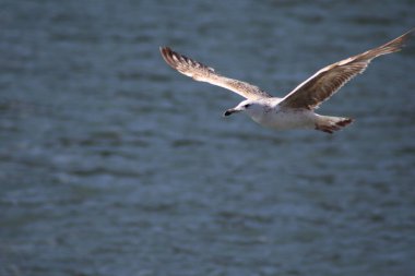 Denizin üzerinde uçan bir martı