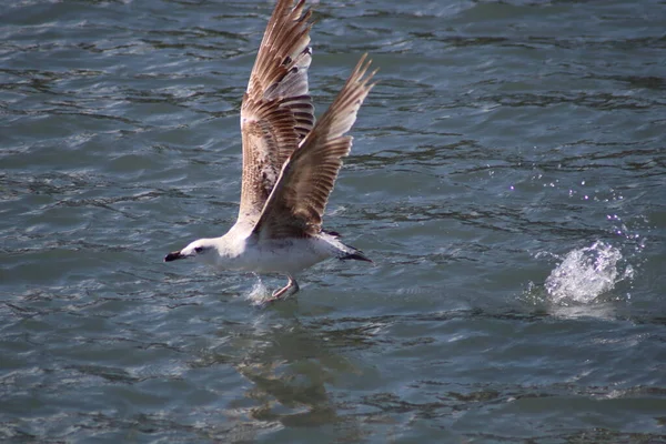 Uma Gaivota Voando Sobre Mar — Fotografia de Stock