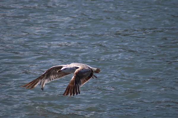 Een Meeuw Die Zee Vliegt — Stockfoto