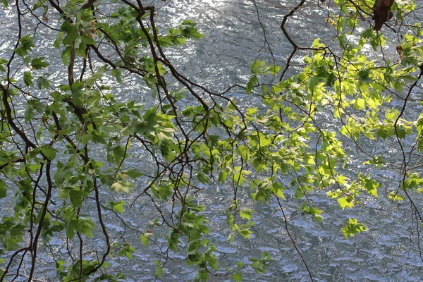 나뭇가지들 이강을 건너다 — 스톡 사진