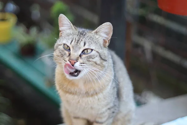 ปภาพของแมว — ภาพถ่ายสต็อก