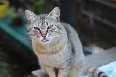 Bir kedinin portresi