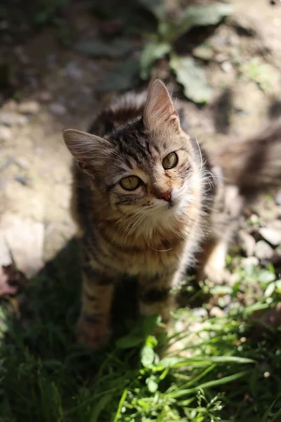 Katze Auf Dem Gras — Stockfoto