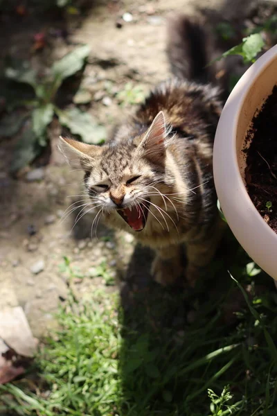 草の上の猫 — ストック写真