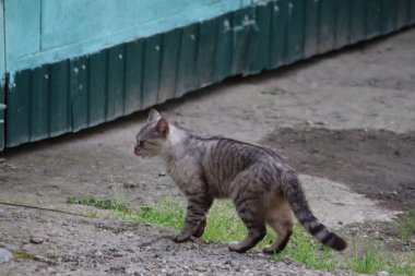Kedi caddede yürüyor.