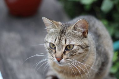 Bir kedinin portresi