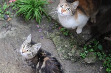 Bir kedinin portresi