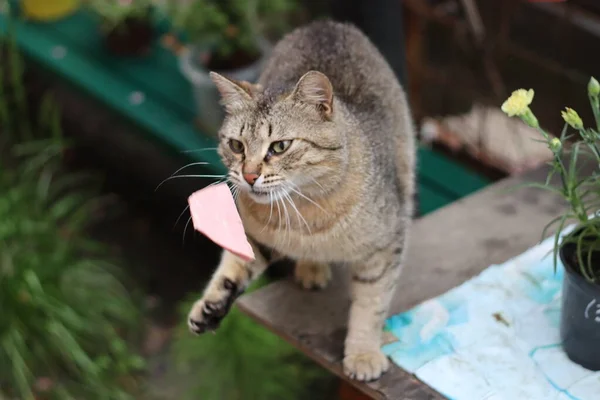 Porträt Einer Katze — Stockfoto