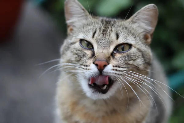 Porträt Einer Katze — Stockfoto