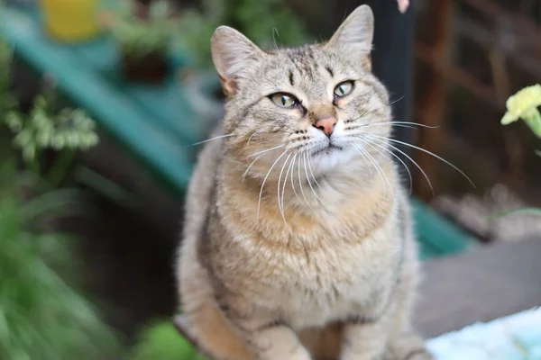 Bir Kedinin Portresini Kapat — Stok fotoğraf