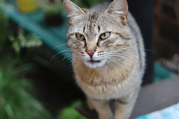 Nahaufnahme Porträt Einer Katze — Stockfoto