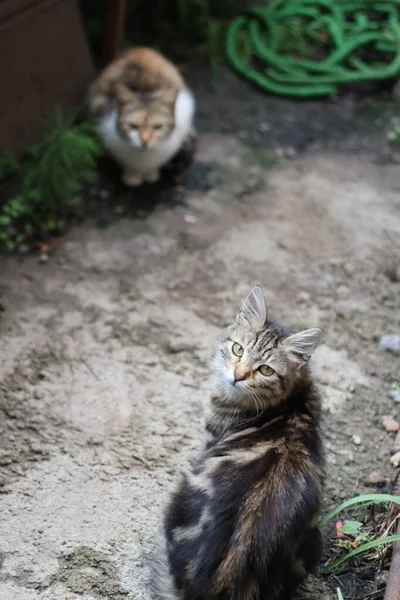 花园里的猫 — 图库照片