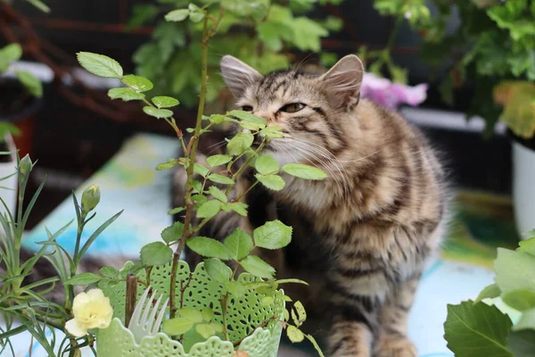 Katze Garten — Stockfoto