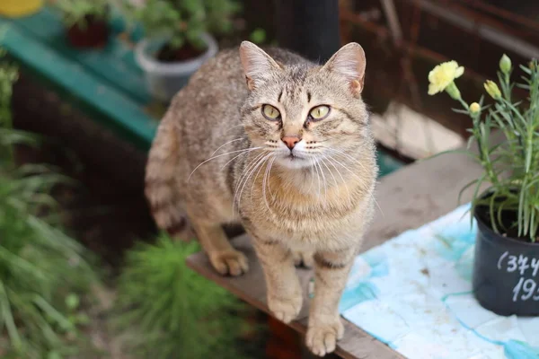 Katze Garten — Stockfoto