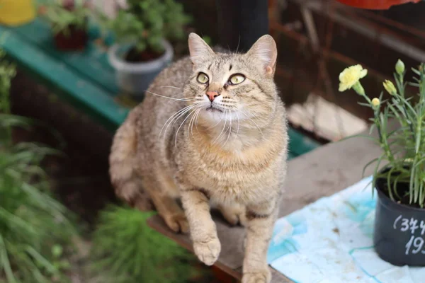 Katze Garten — Stockfoto