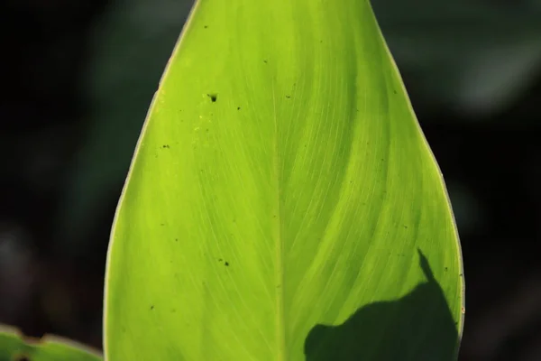 Gros Plan Une Feuille — Photo