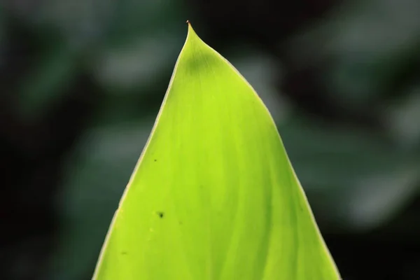 Close Leaf — Stock Photo, Image