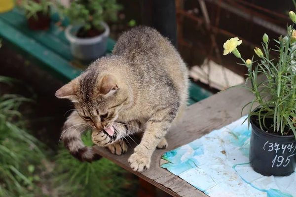 Gato Jardim — Fotografia de Stock