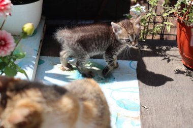 Gözleri olan bir kedinin portresi.