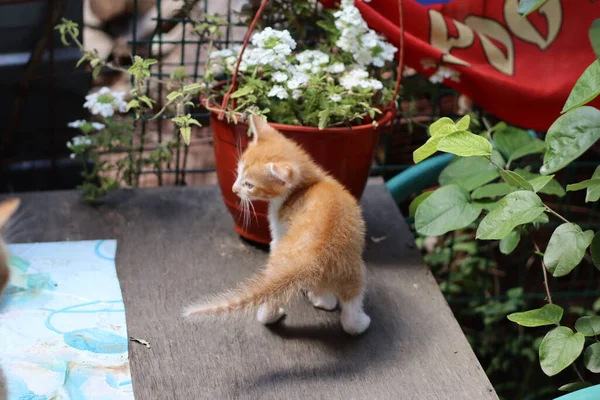 ปภาพของแมวท — ภาพถ่ายสต็อก
