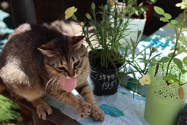 Retrato Gato Con Ojos — Foto de Stock