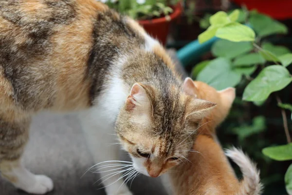 Portret Van Een Kat Met Ogen — Stockfoto