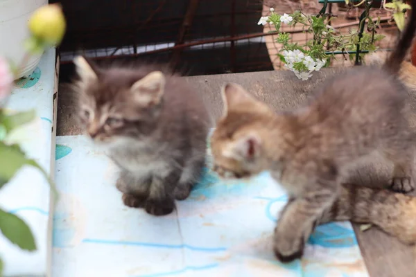 Potret Seekor Kucing Dengan Mata — Stok Foto