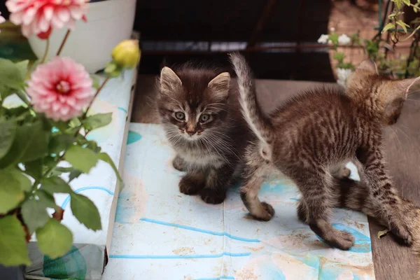 Portret Van Een Kat Met Ogen — Stockfoto