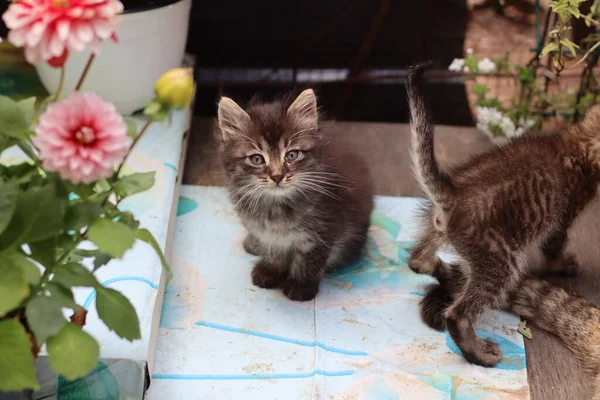 Portret Van Een Kat Met Ogen — Stockfoto